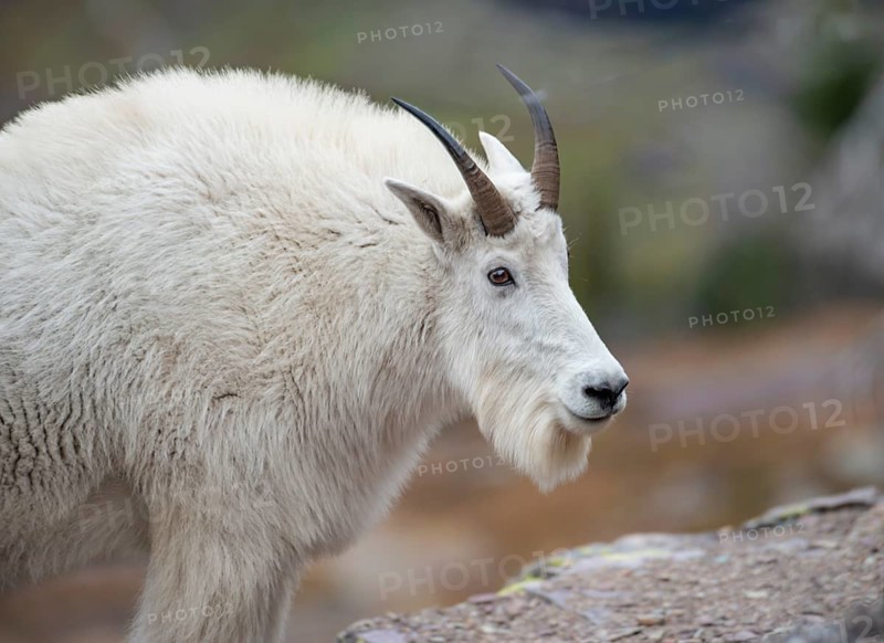 Mountain goat