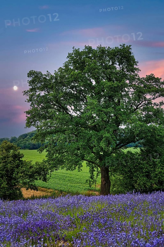 Tree in front of evening sky