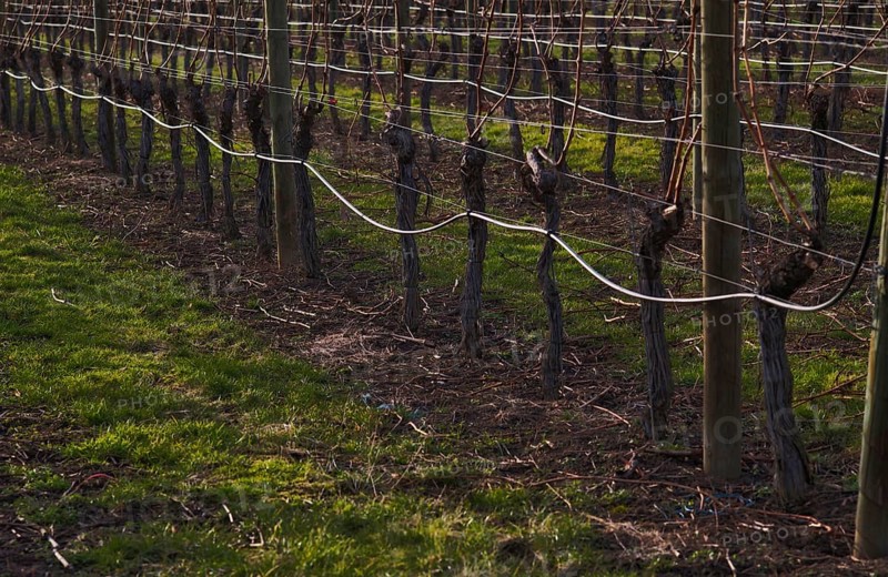 Irrigated vines