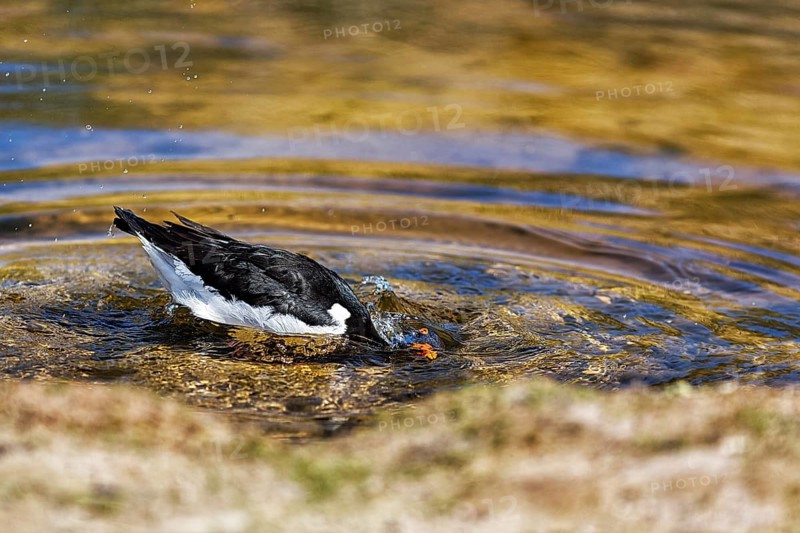 Eurasian oystercatcher