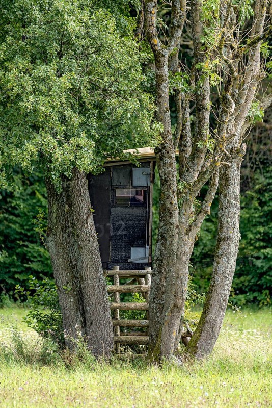 High seat hidden in a group of trees at the edge of the forest
