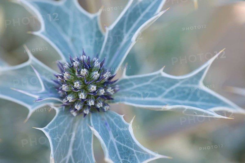 Sea holly