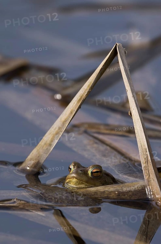 Common toad