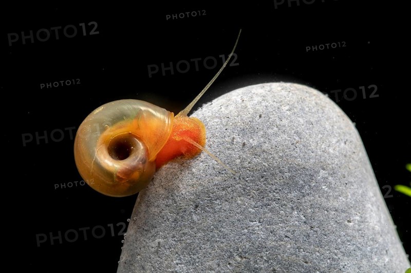 Red ramshorn snail