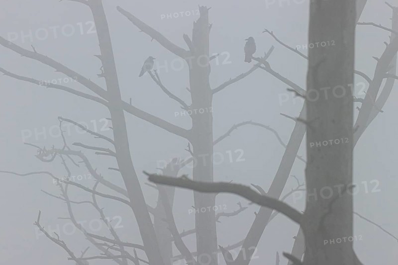 Hooded crow