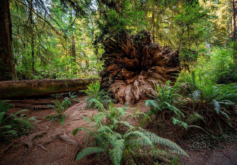 Fallen trunk of a redwood tree