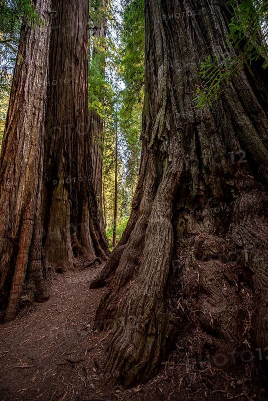 Trunks of two redwoods