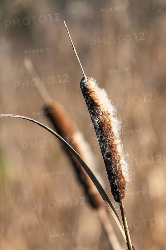 Common Cattail or Broadleaf Cattail