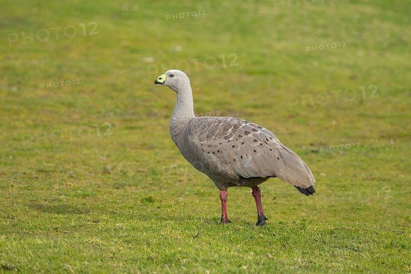 Cape Barren goose
