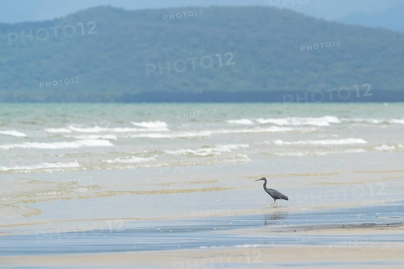 White-faced heron
