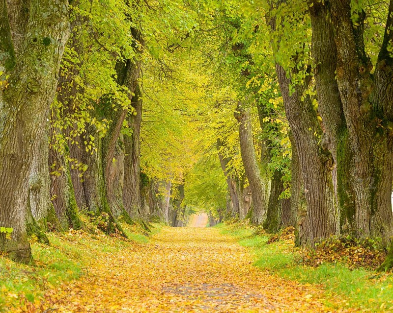 Lime Tree Avenue in Autumn