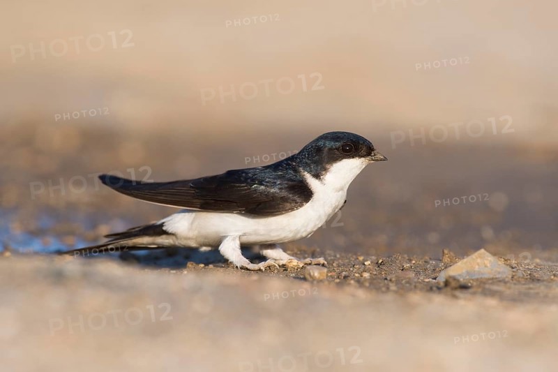 Common house martin