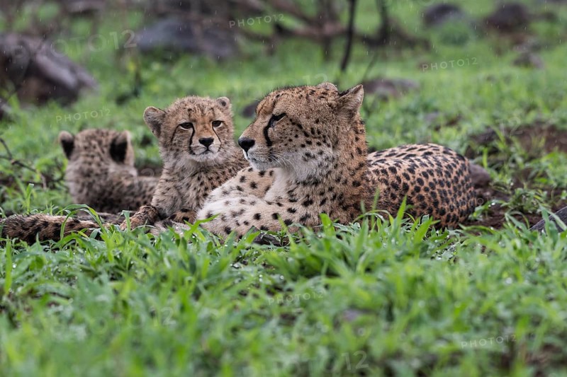 Cheetah