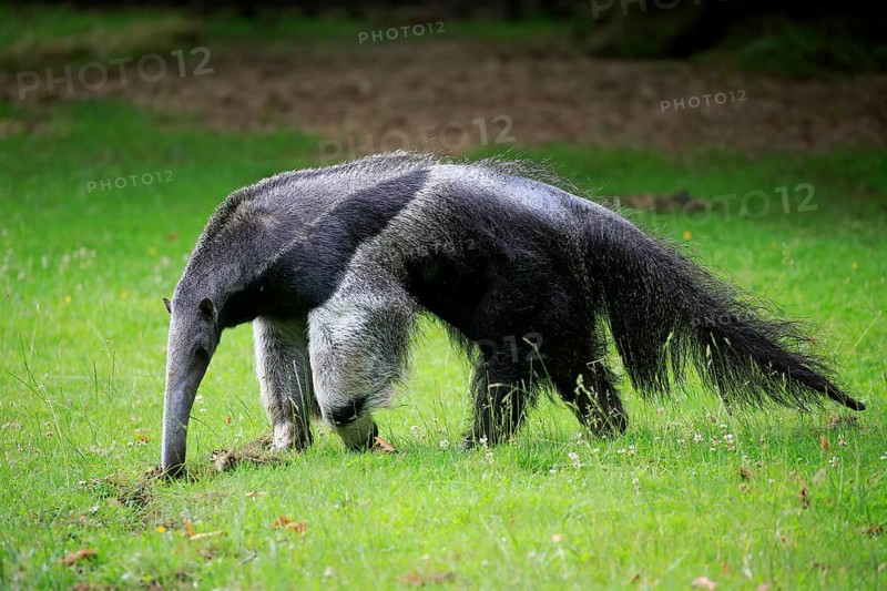 Giant anteater