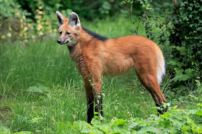 Maned wolf