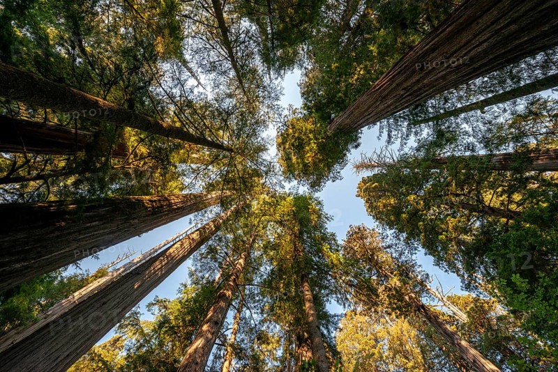 Coast redwoods
