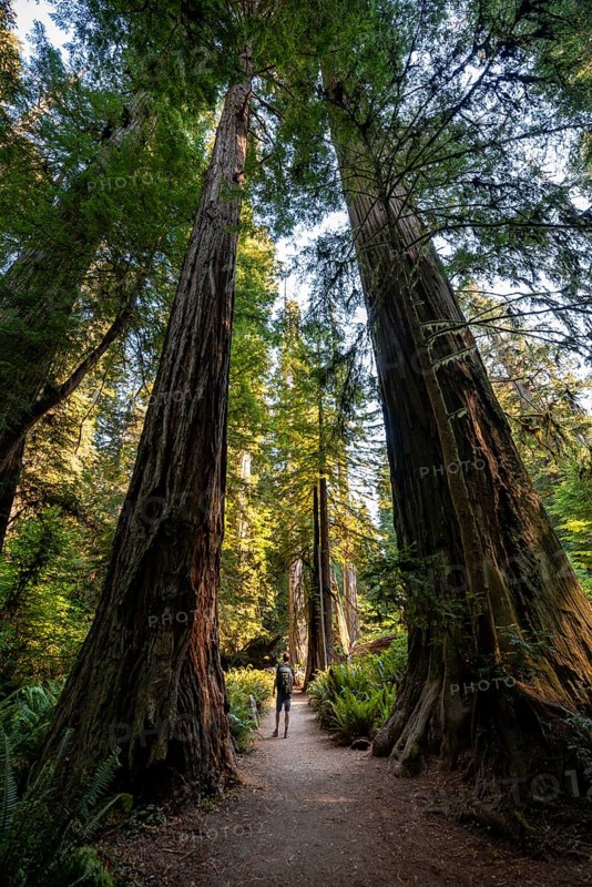 Young man on a hiking trail through forest with coast redwoods