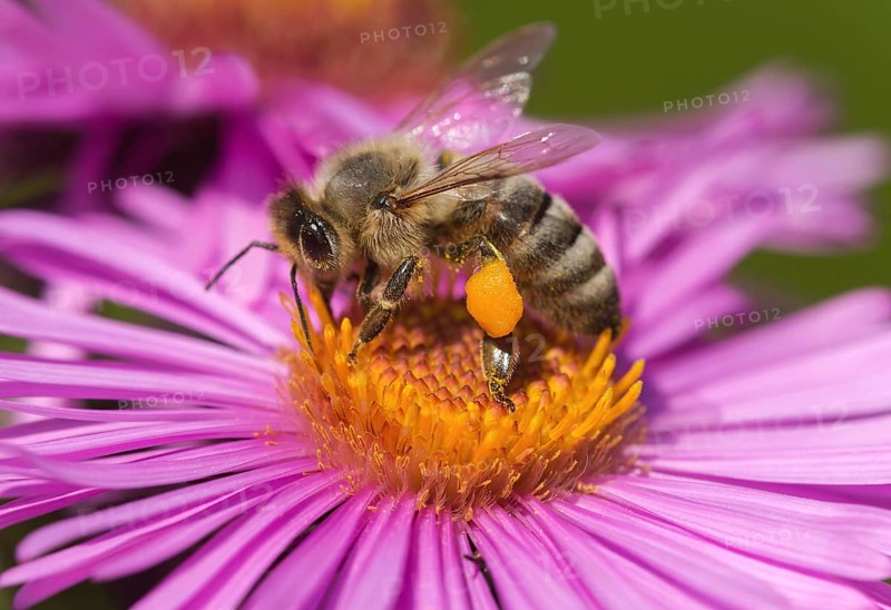Pollen collecting honey bee
