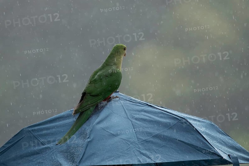 Australian king parrot