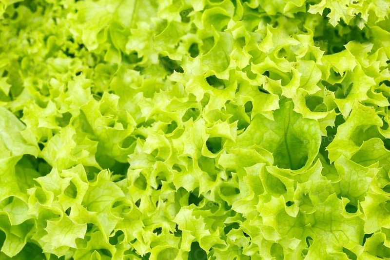 Endive Salad Endive Vegetable Background from above Healthy Eating