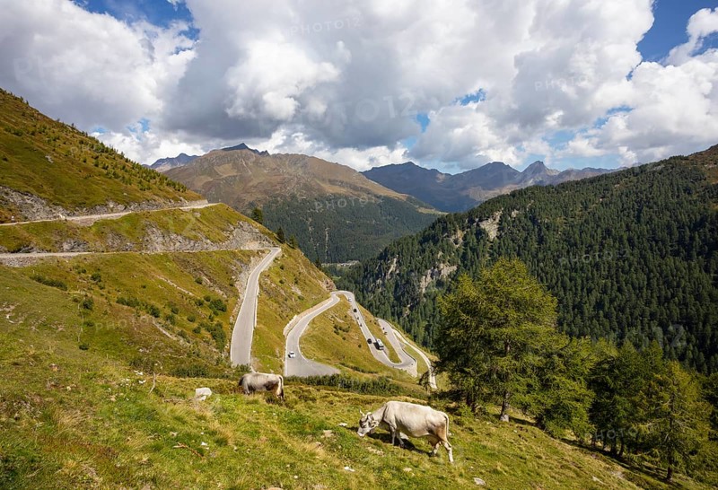 Cows grazing on the Timmelsjoch High Alpine Road