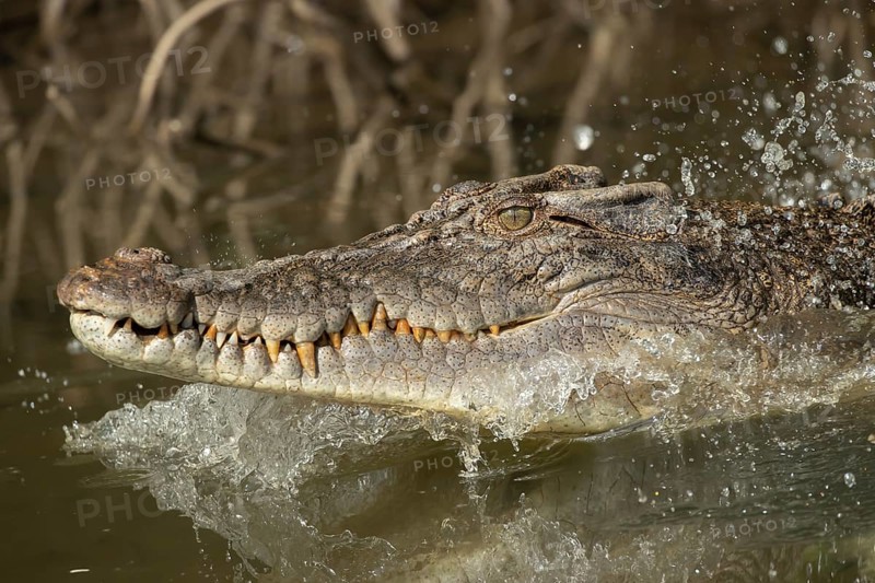 Saltwater crocodile