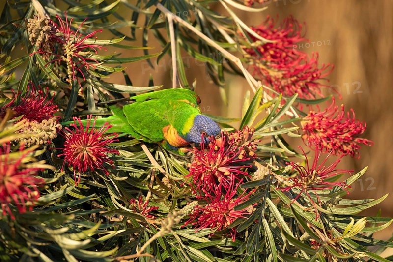 Rainbow lorikeet
