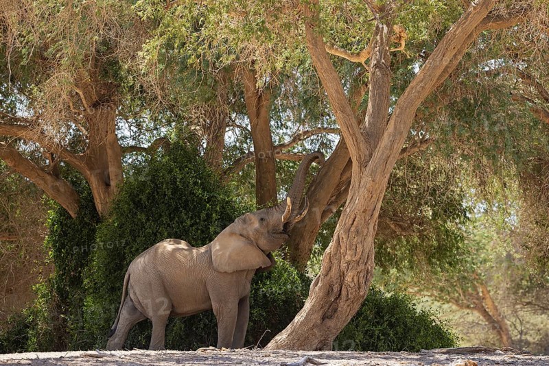 African Elephant