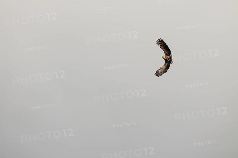 White-tailed eagle