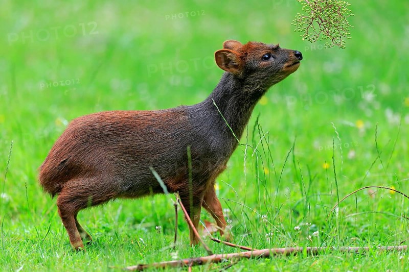 Southern pudu