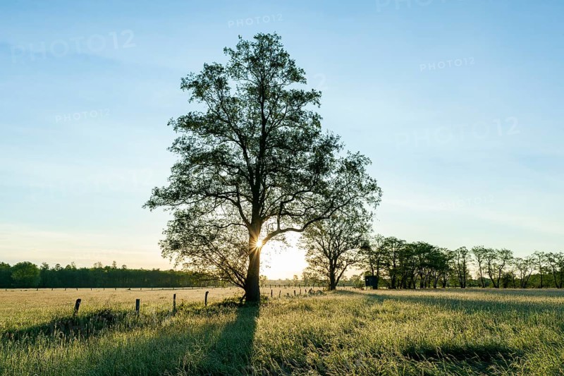 Black alder