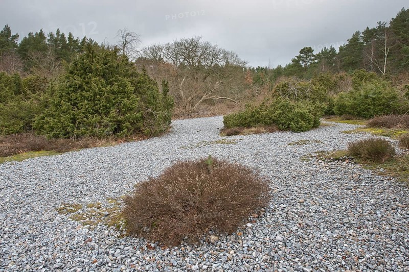 Flintstones and common juniper