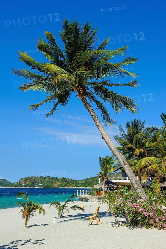 Empty sandy beach without tourists with coconut palm