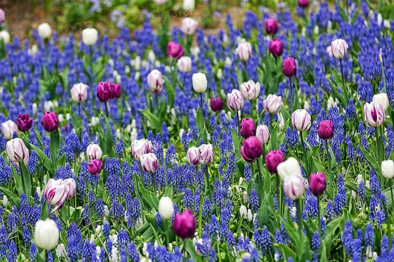 Different coloured tulips
