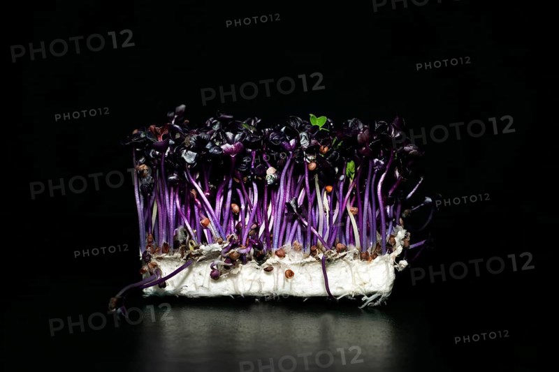 Red radish cress