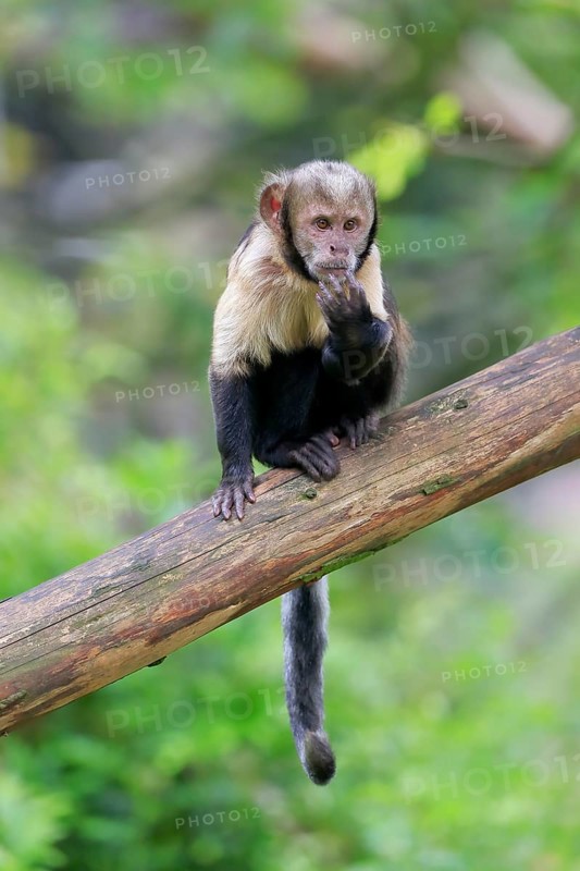 Golden-bellied capuchin