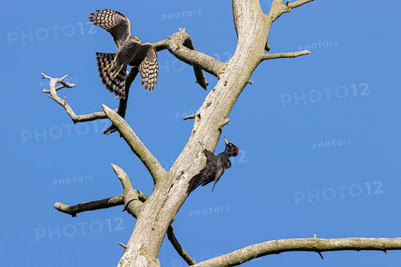 Eurasian sparrowhawk