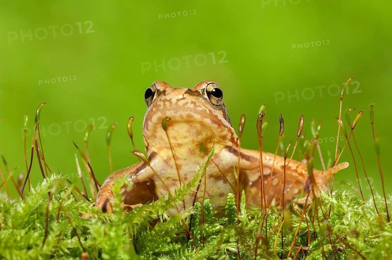 Common frog