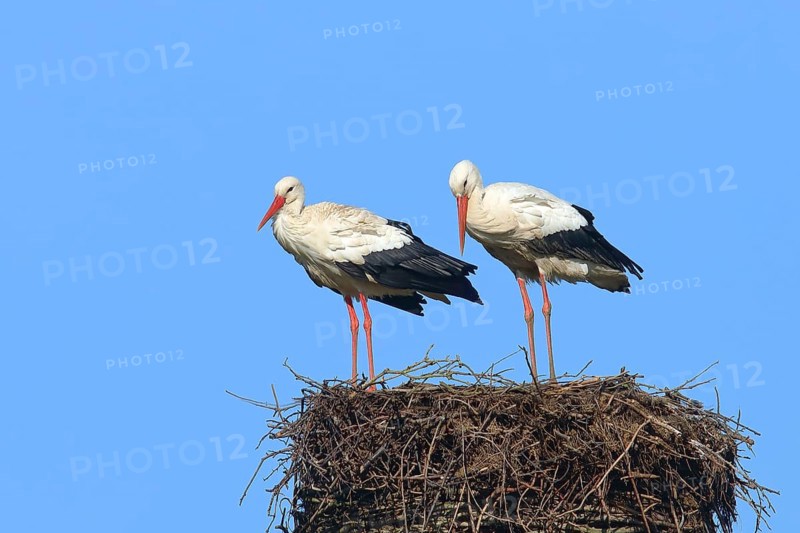 White stork