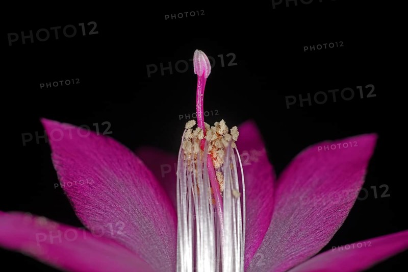 Red flower of a Schlumbergera with pistil