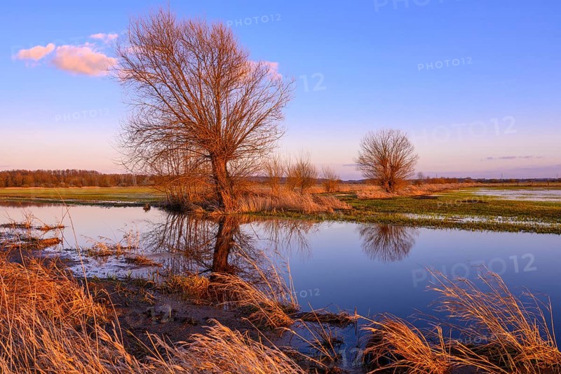 Willow on the Randkanal in Ochsenmoor