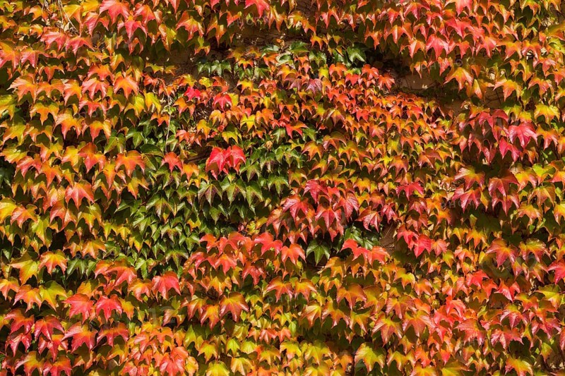 Japanese Creeper