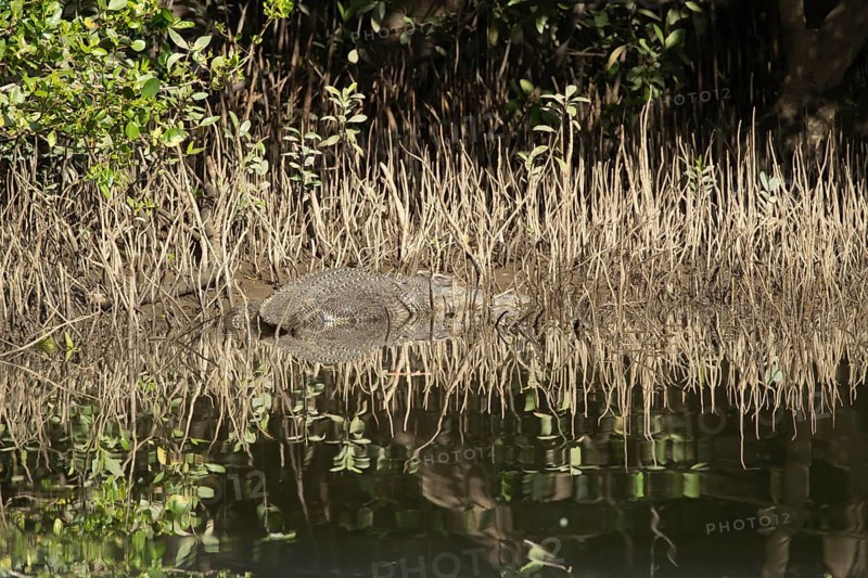Saltwater crocodile