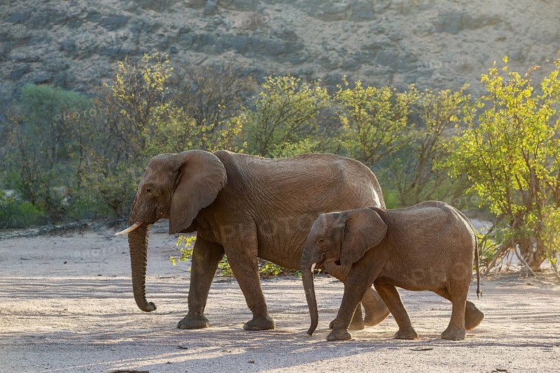 African Elephant