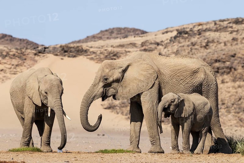 African Elephant