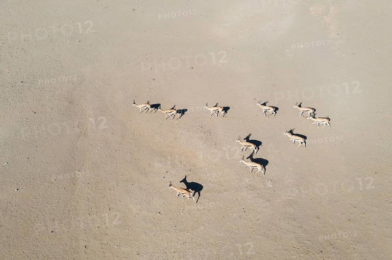 Springbok