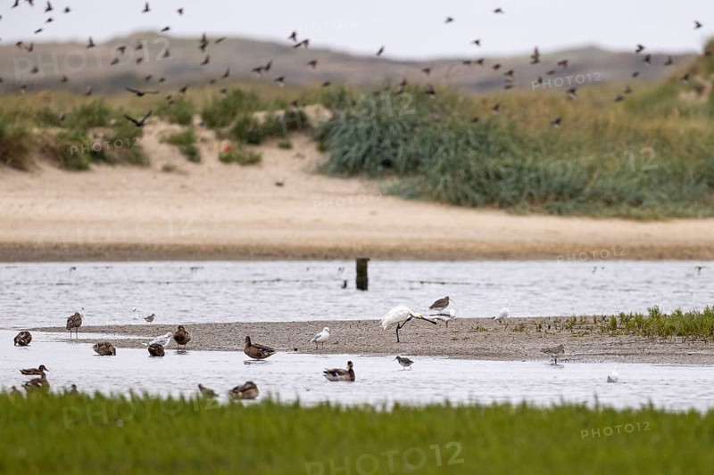 Eurasian spoonbill