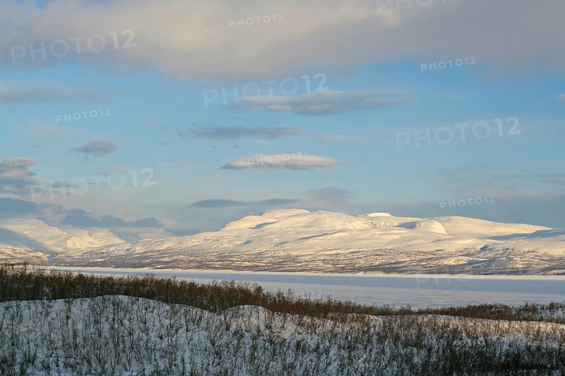 Snowy landscape and birch trees