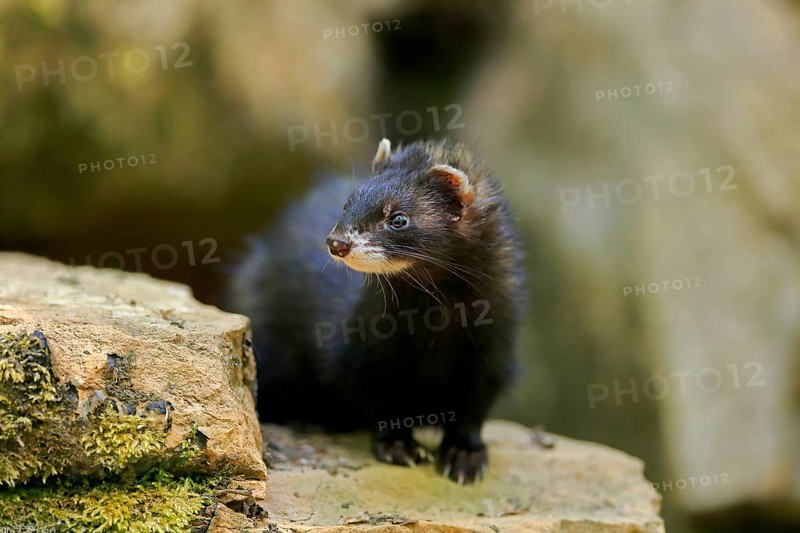 Ferret