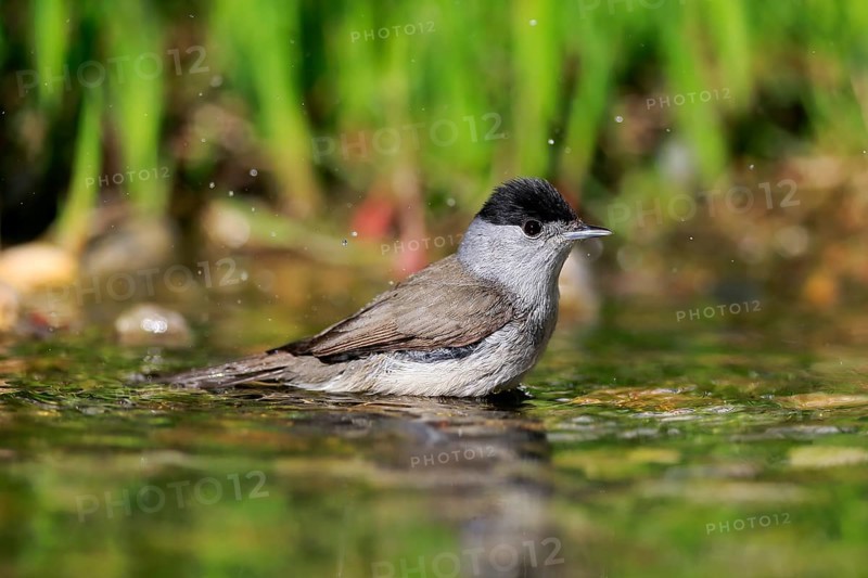 Blackcap